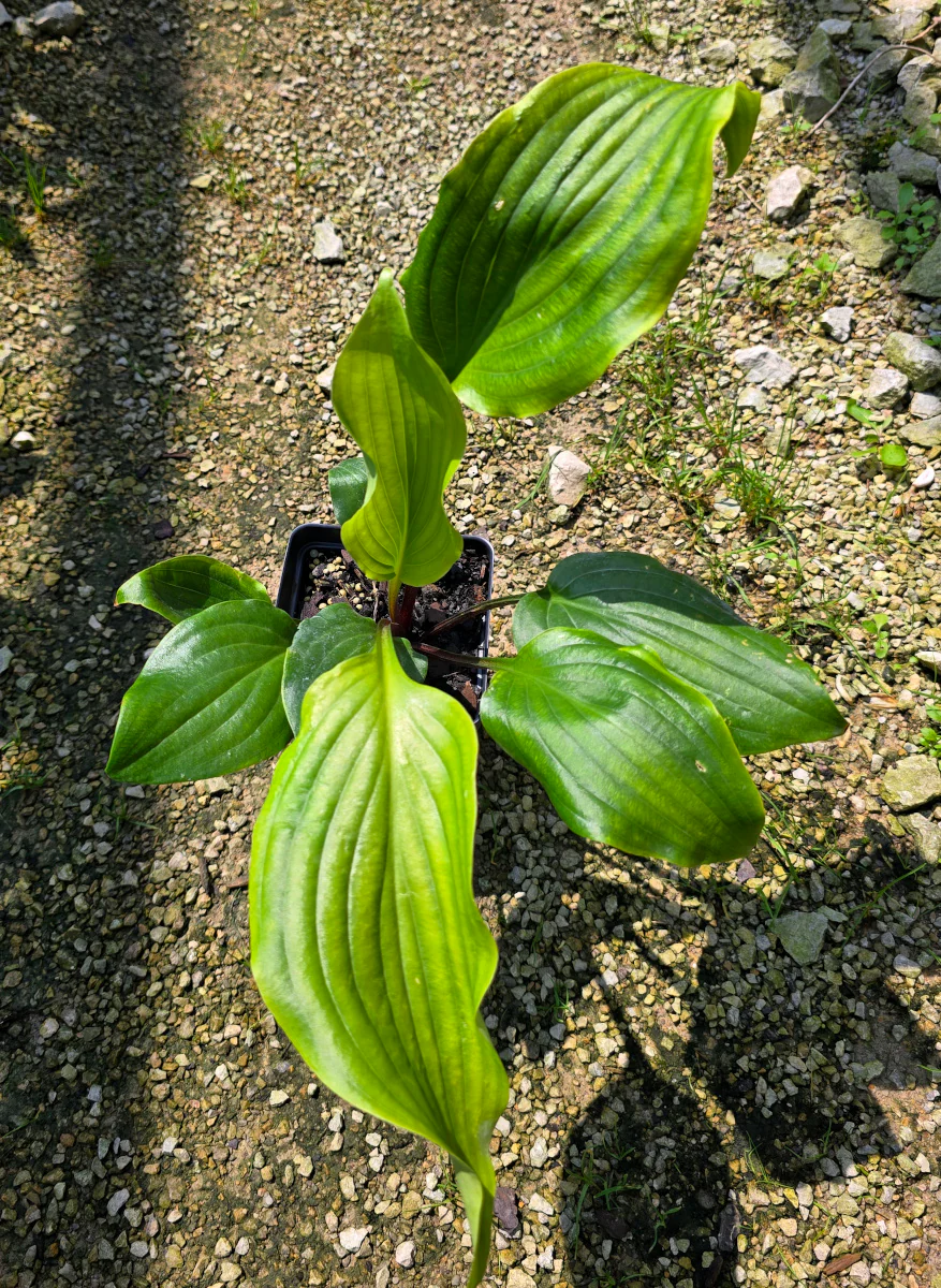 Bonfire Akagi Hosta Plants online shopping