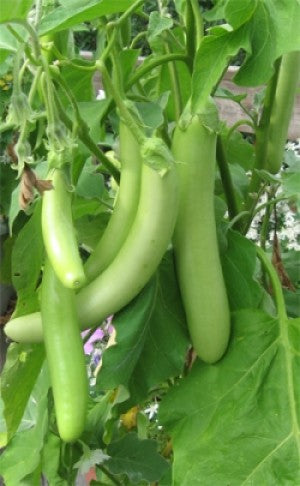 Thai Green Organic Aubergine