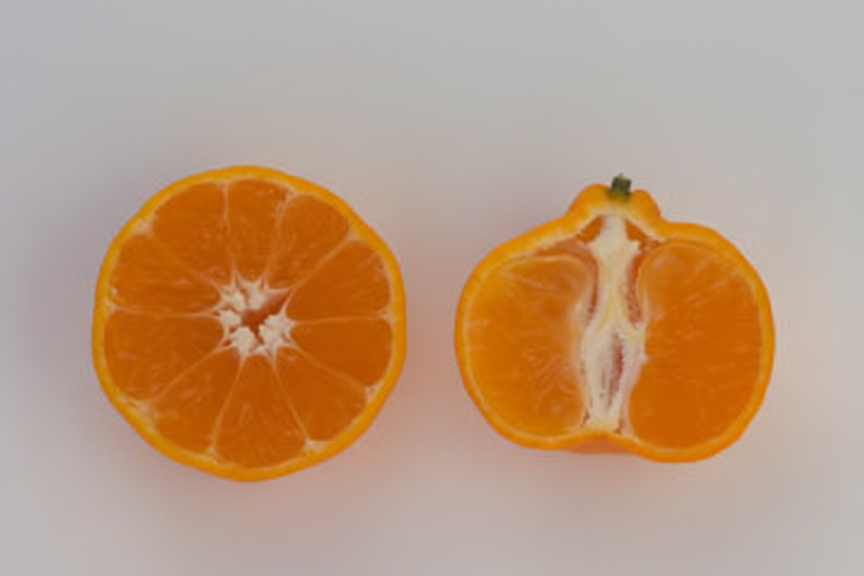 Seedless Kishu Mandarin Budwood citrus plant material online shopping