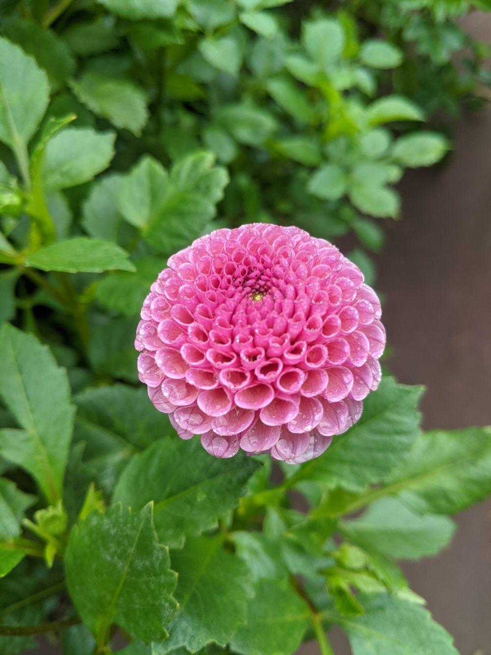 Koko Puff Dahlia