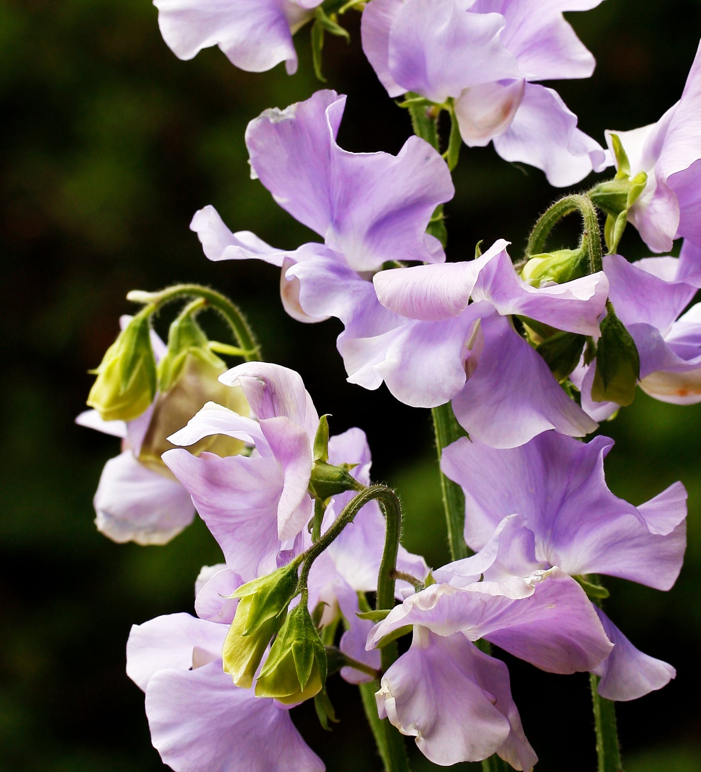 Chelsea Centenary Sweet Pea seeds online shopping