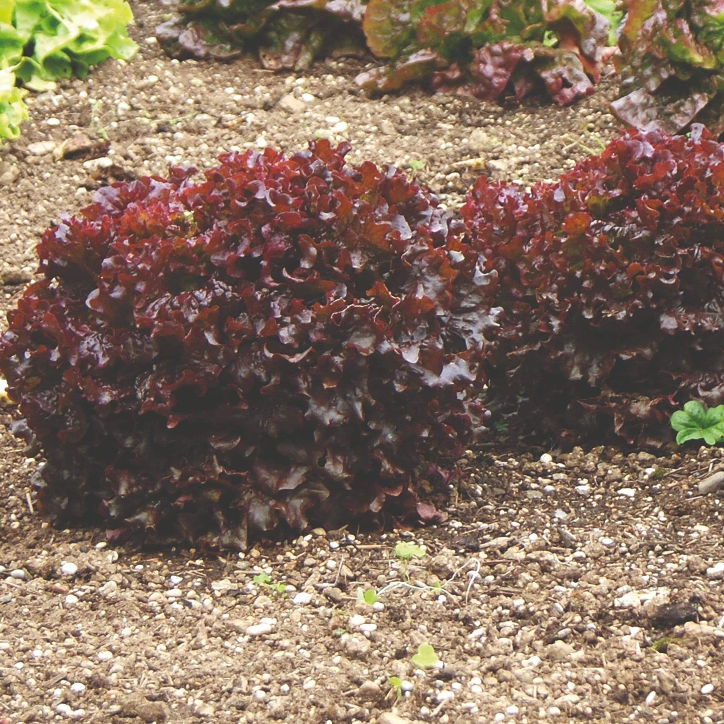 Red Salad Bowl Lettuce Seeds online shopping