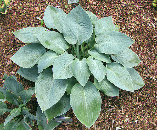 Tarheel Blue Hosta Plants online shopping
