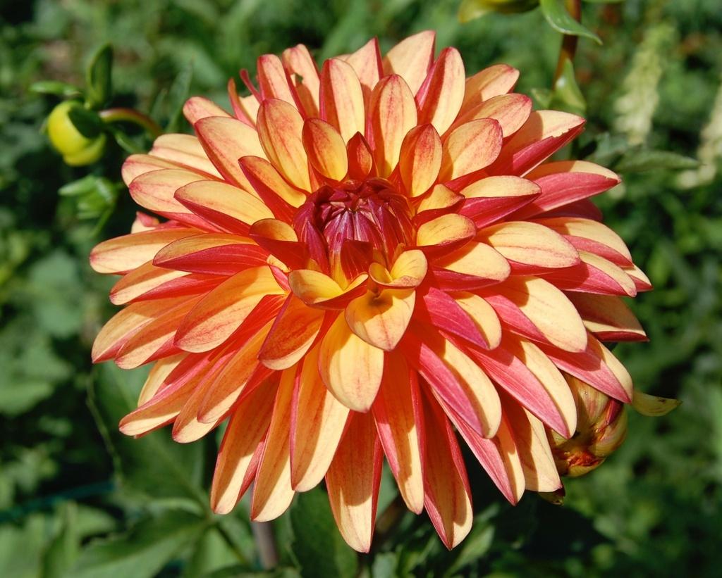 Crazy Legs Dahlia