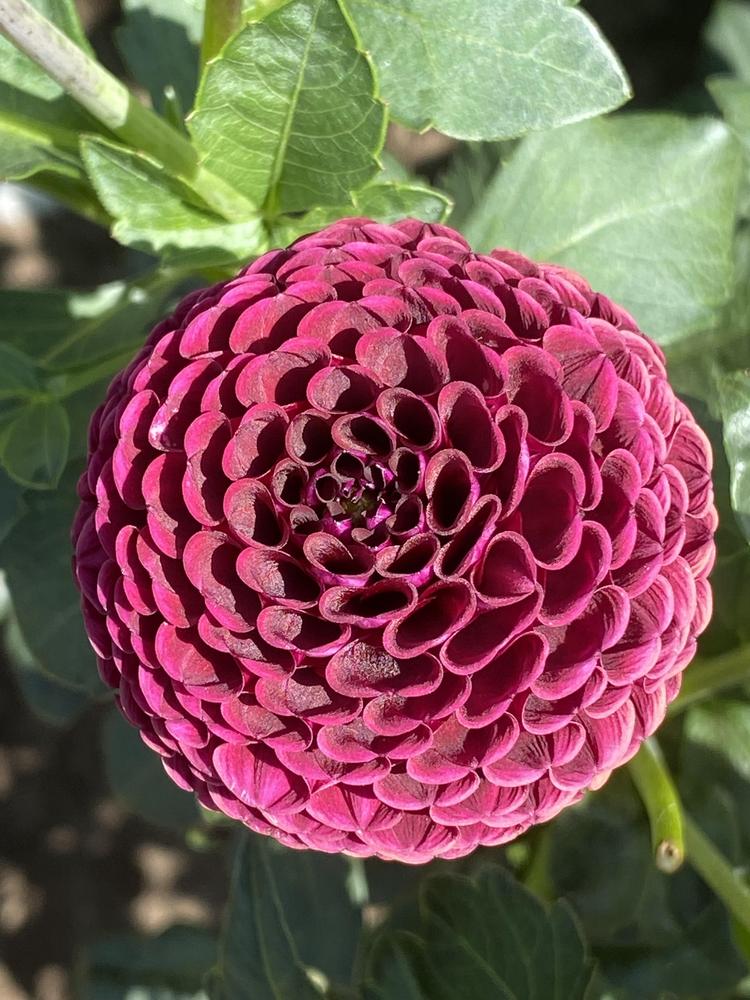 Crossfield Ebony Dahlia