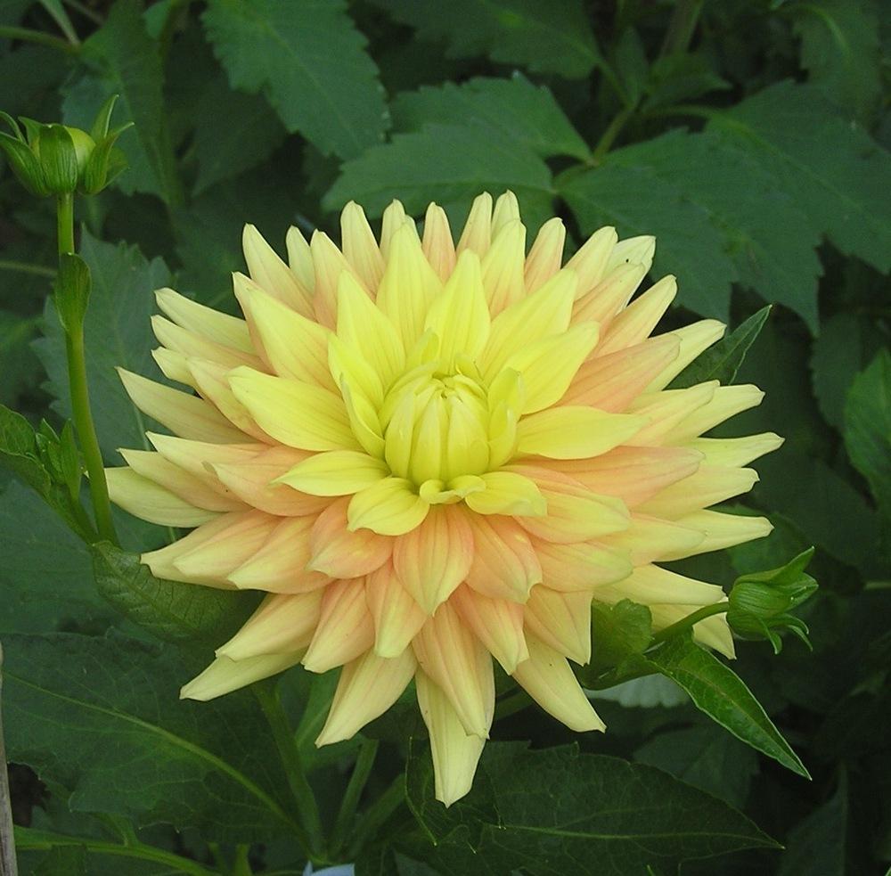 Candlelight Dahlia