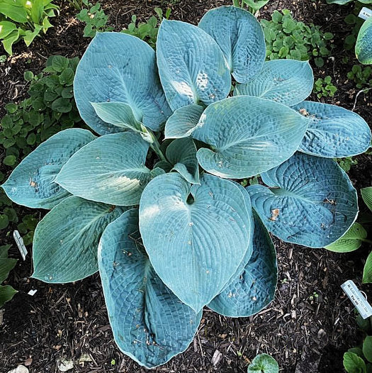 Cerulean Lagoon Hosta Plants online shopping