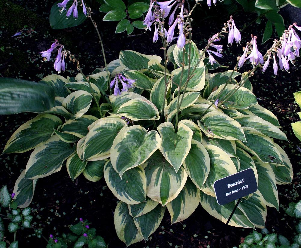 Bedazzled Hosta Plants online shopping