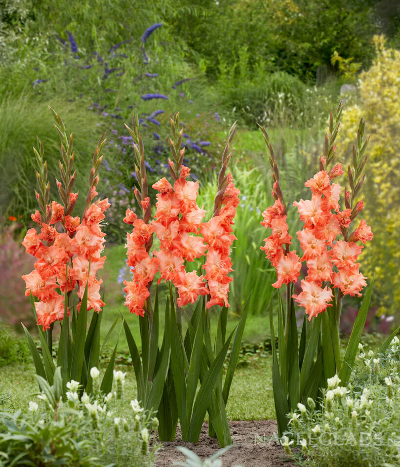 Coral Crush Gladiolus Corms