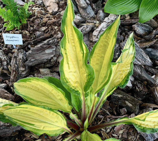 Lipstick Kiss Hosta Plants online shopping