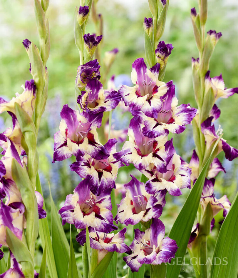 Circus Gladiolus Corms