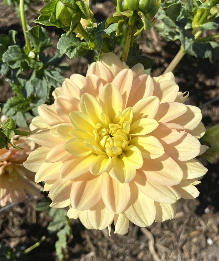 Day Dreamer Dahlia