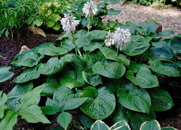 Gitchigumi Hosta Plants online shopping