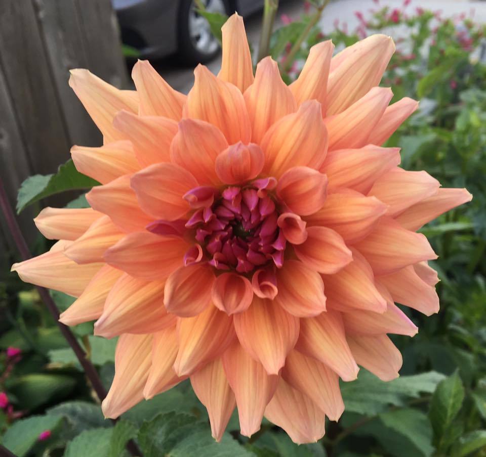 Peanut Brittle Dahlia