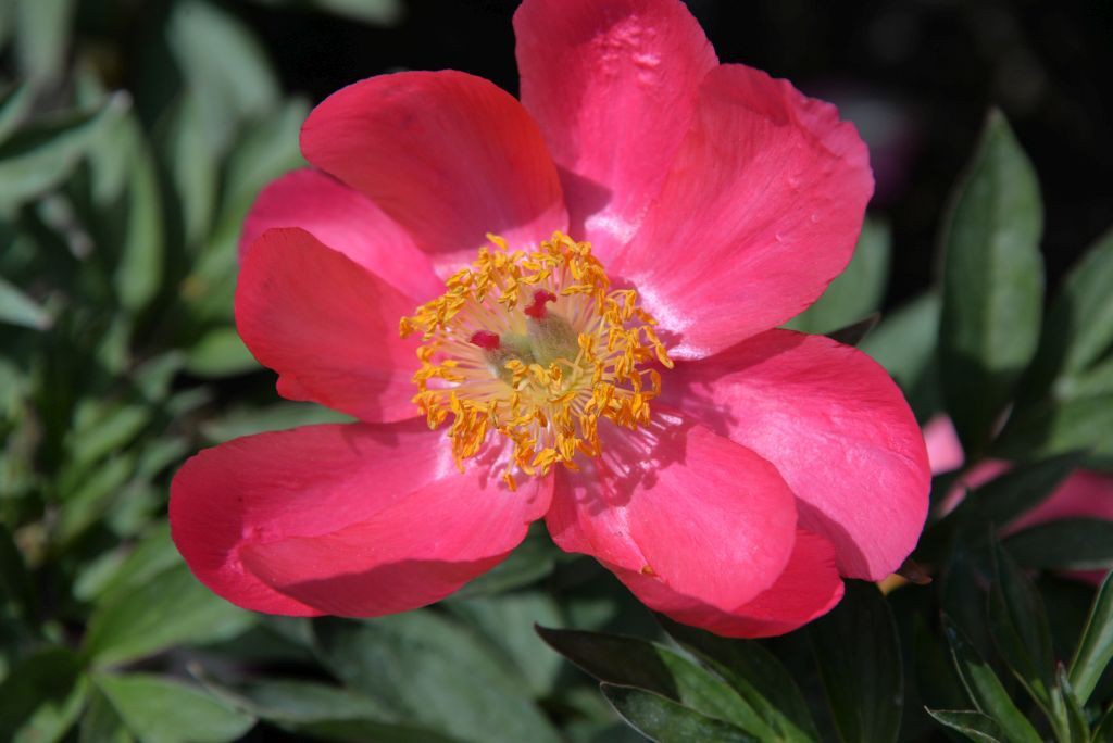 Paeonia Lactiflora Flame