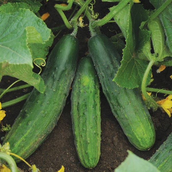 Patio Snacker F1 Cucumber