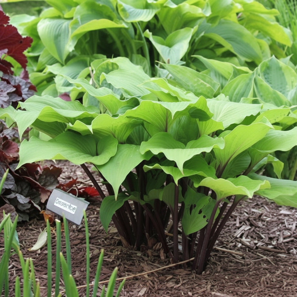 Cherry Flip Hosta Plants online shopping