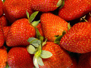 Sweet Charlie Early Short Day Strawberry