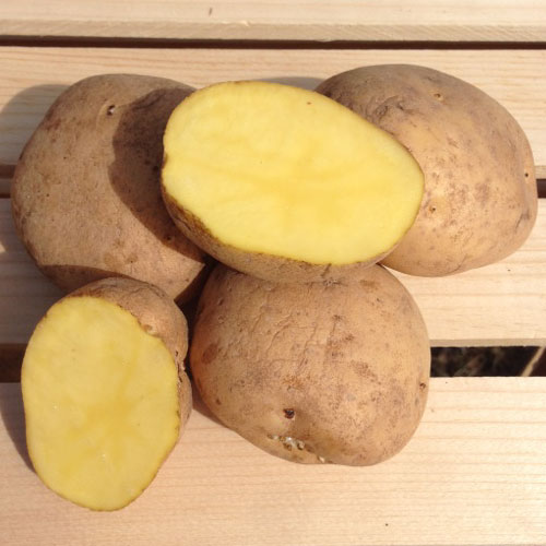 Yellow Finn Seed Potato online shopping
