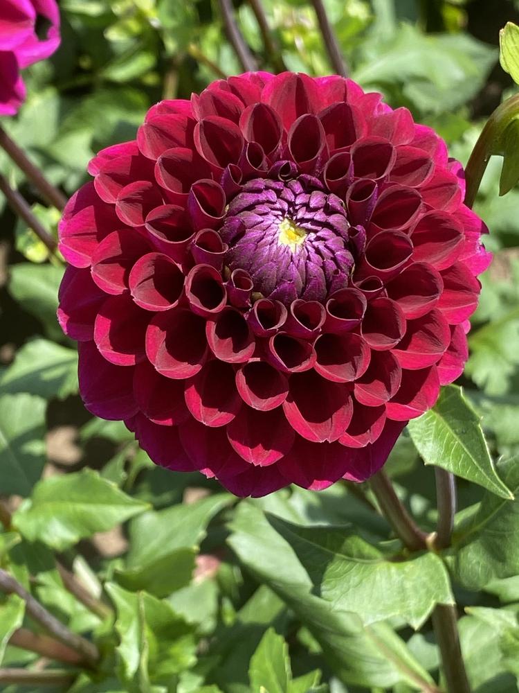 Jason Matthew Dahlia