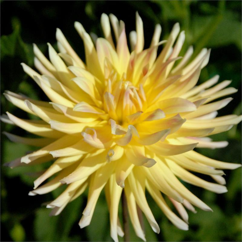 Cabana Banana Dahlia