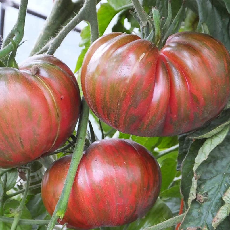 Pink Berkeley Tie Dye Organic Tomato