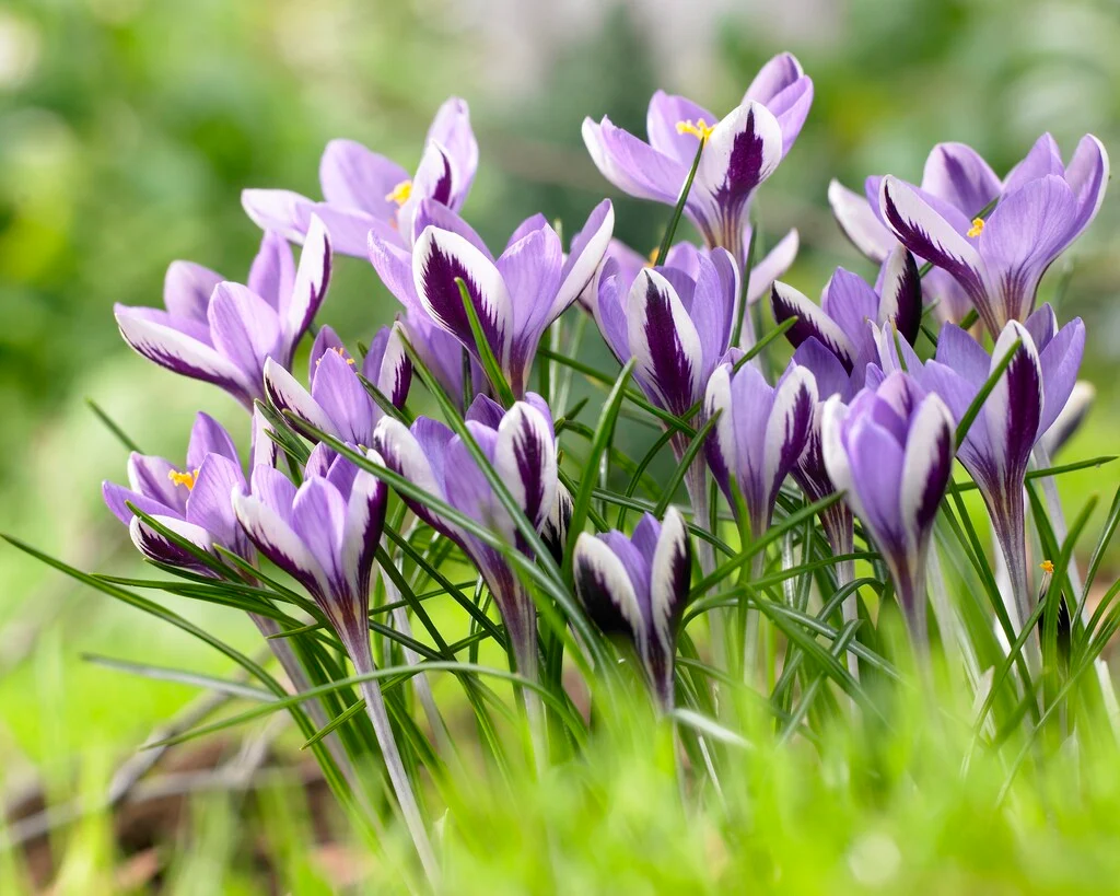 Sieberi Spring Beauty Snow Crocus Corms