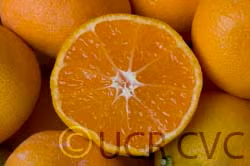 Frost Owari Satsuma Mandarin Budwood citrus plant material online shopping