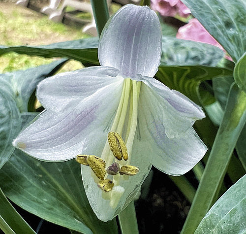 Ripped Hosta Plants online shopping