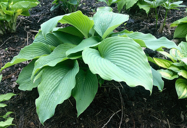 Zeppelin Hosta Plants online shopping