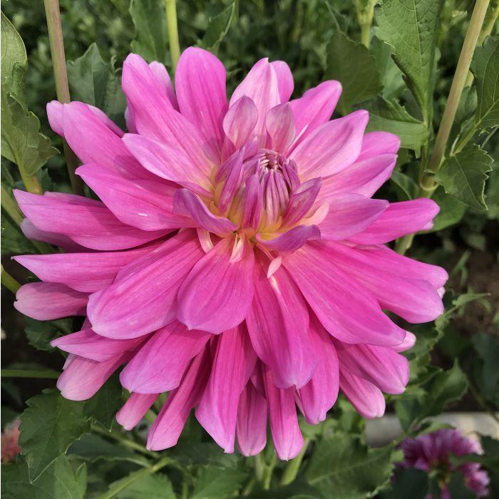 Papa’s Love Dahlia