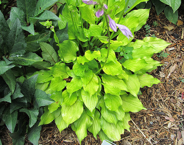 Lemon Love Note Hosta Plants online shopping
