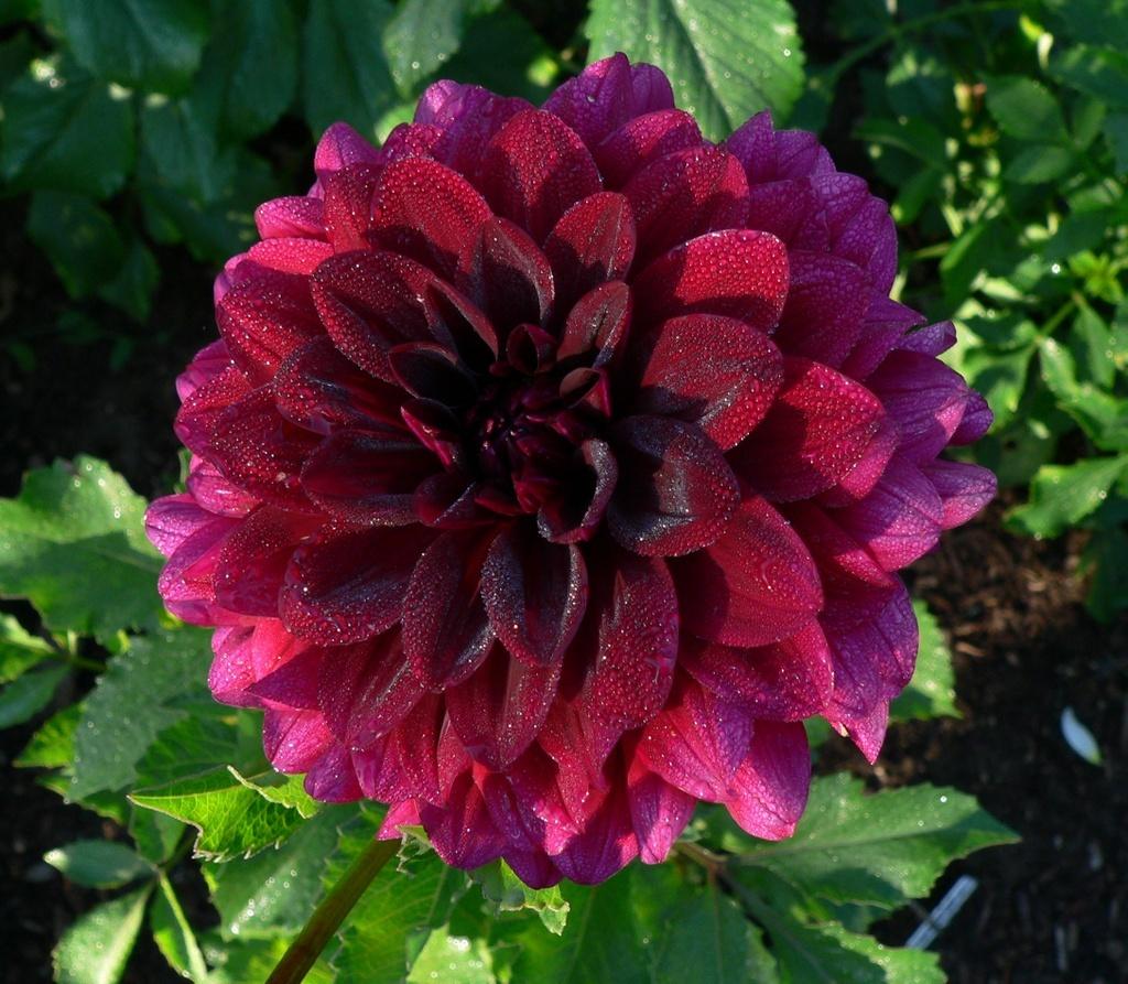 Voodoo Dahlia Plants online shopping