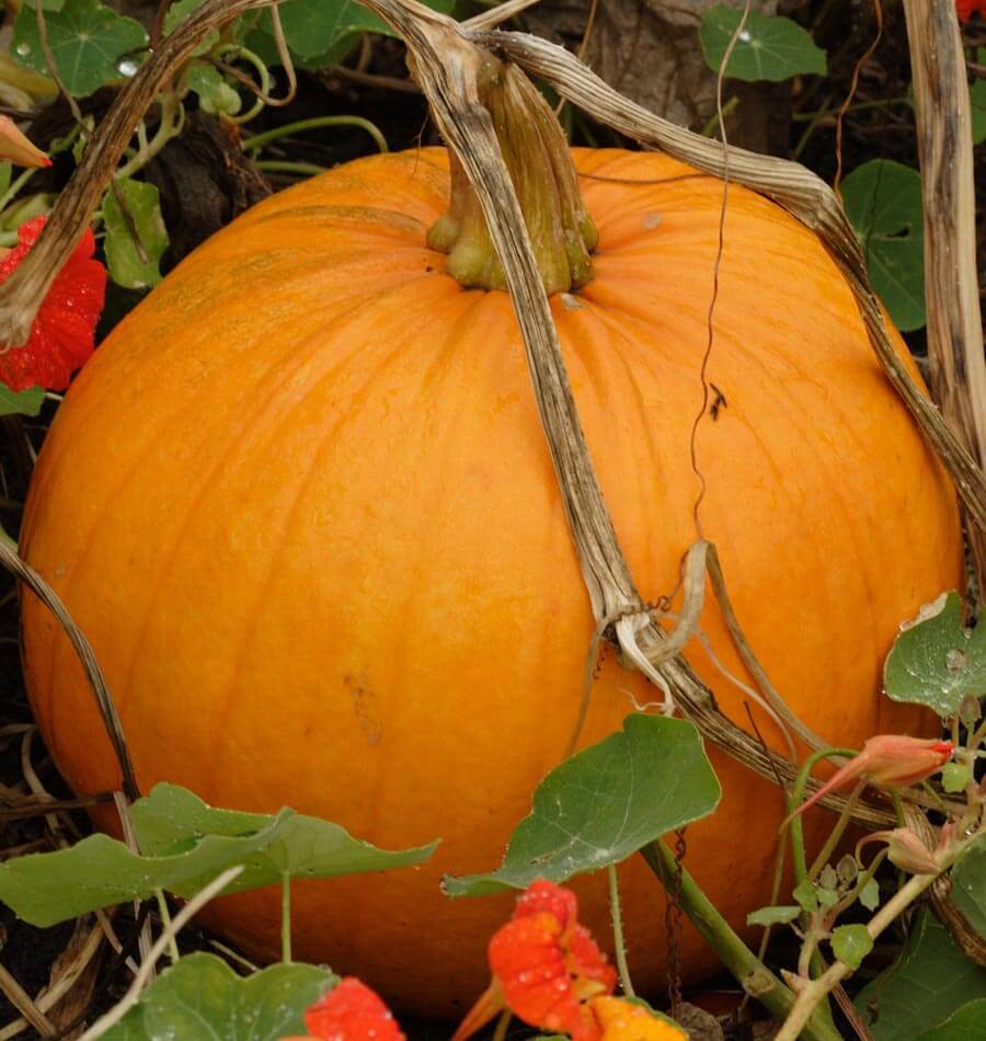 Jack of All Trades F1 Pumpkin Seeds online shopping