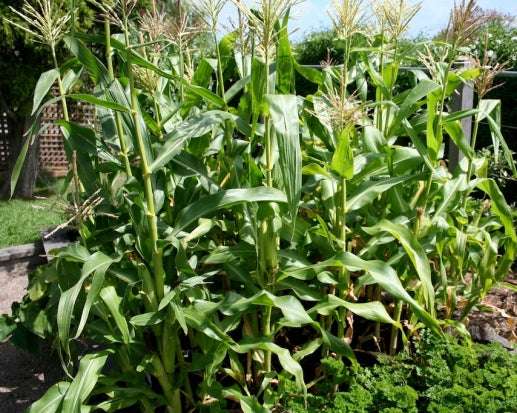 Golden Bantam Corn