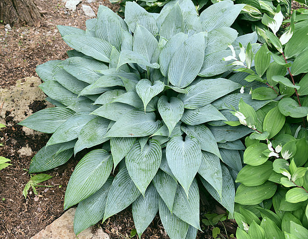 Blue Tooth Hosta Plants online shopping