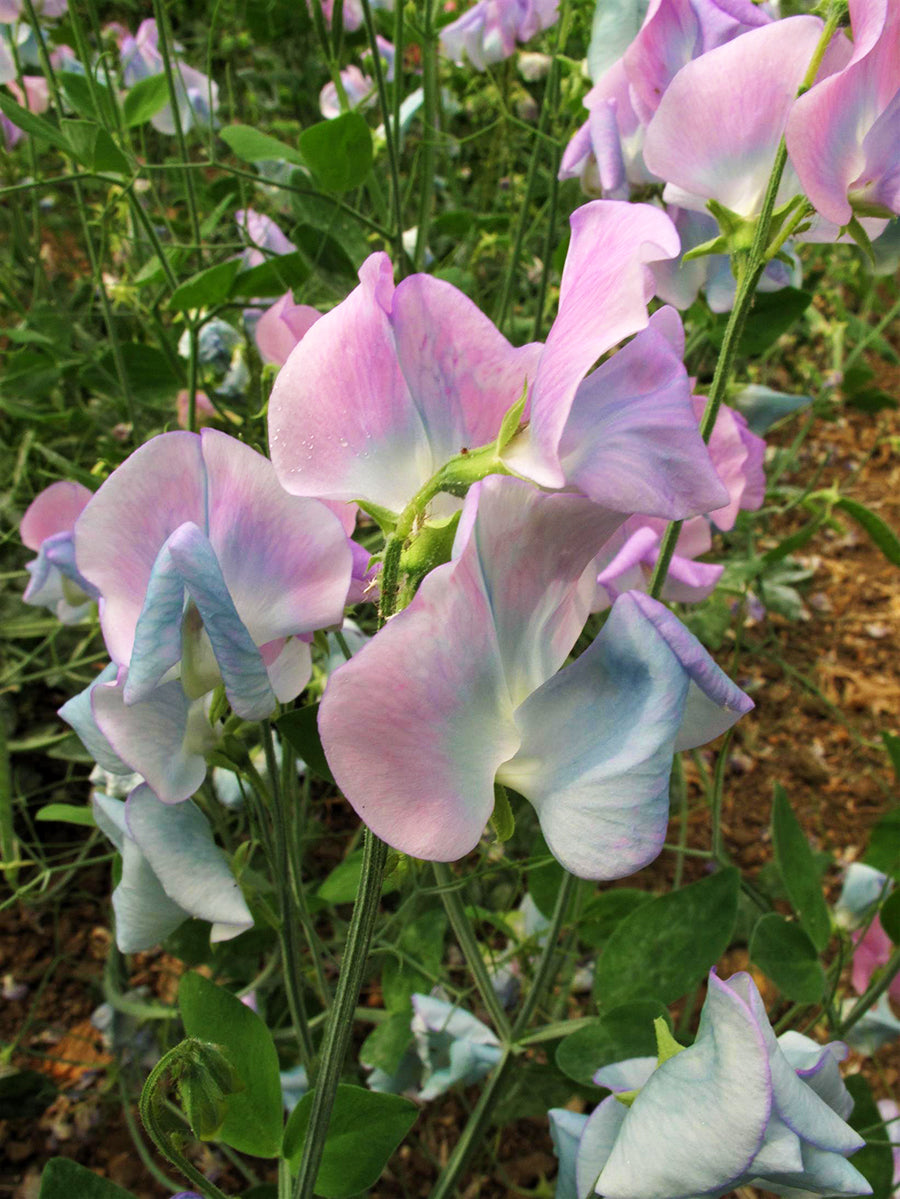 Turquoise Lagoon Sweet Pea