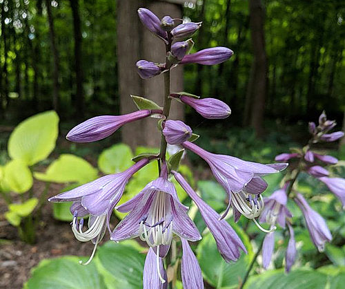 Key Lime Pie Hosta Plants online shopping