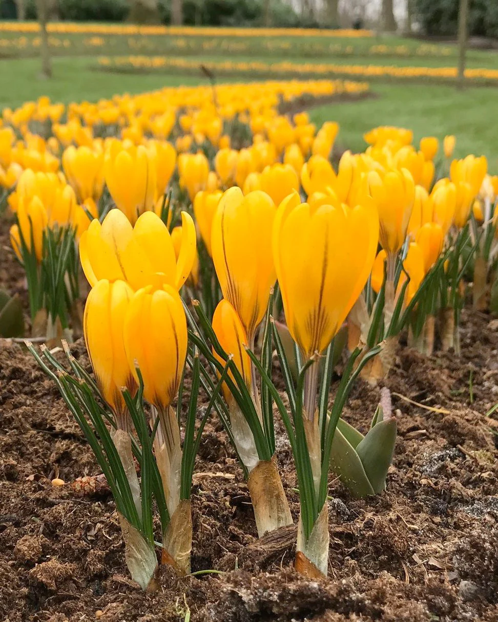 Yellow Mammoth Crocus Corms