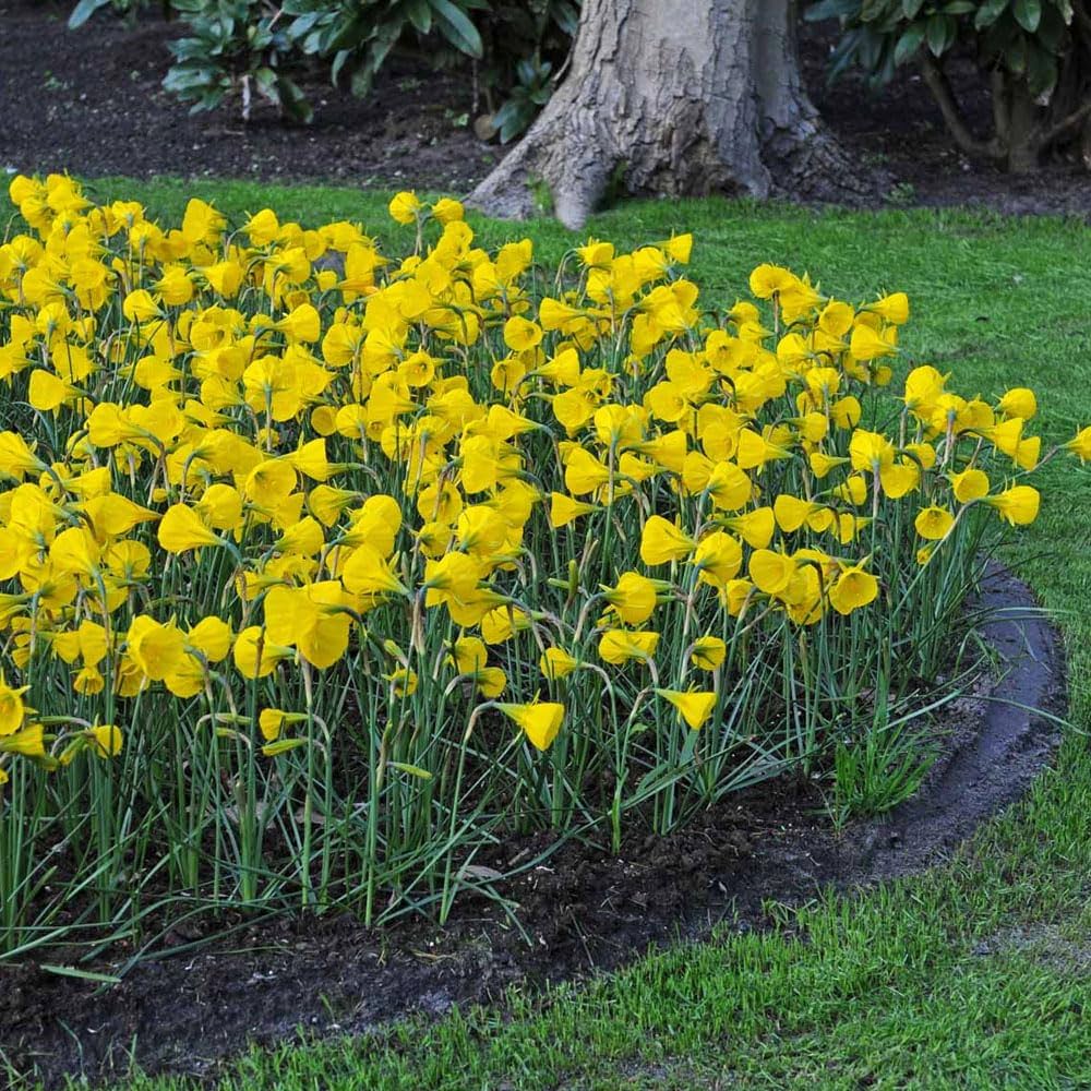Golden Bells Narcissus Bulbs