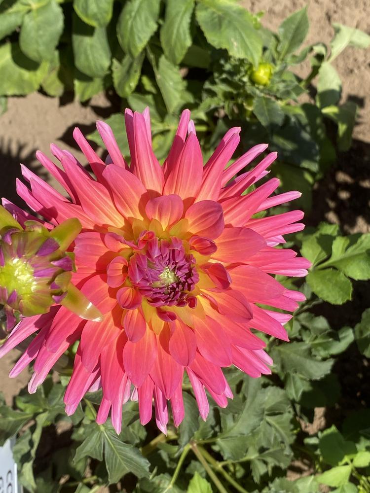 Coral Gypsy Dahlia Plants online shopping