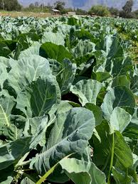 Champion Organic Collard