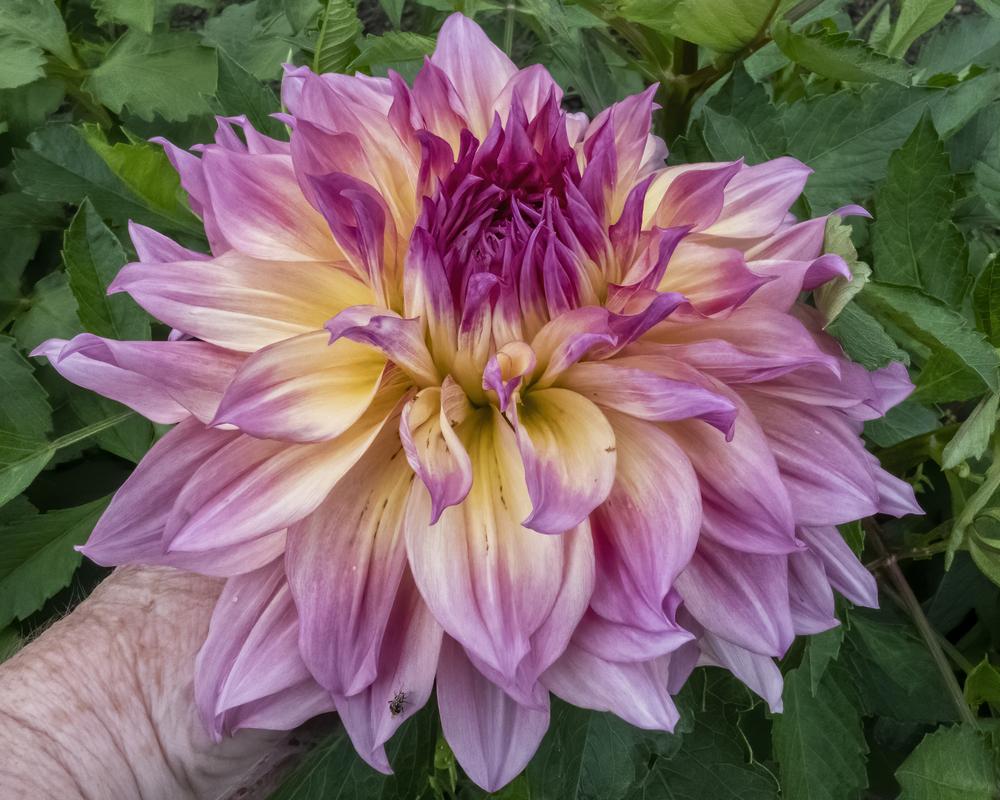 Papageno Dahlia