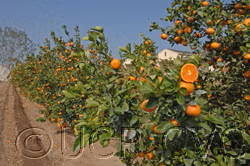Tango Mandarin Plant citrus plant material online shopping
