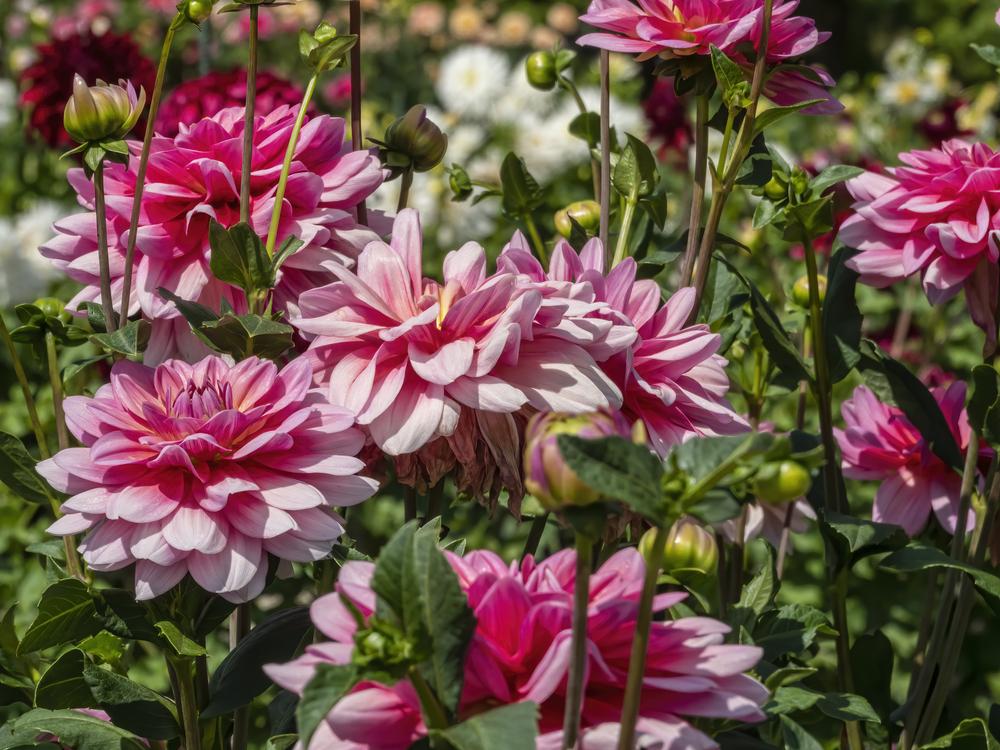 Southern Belle Dahlia
