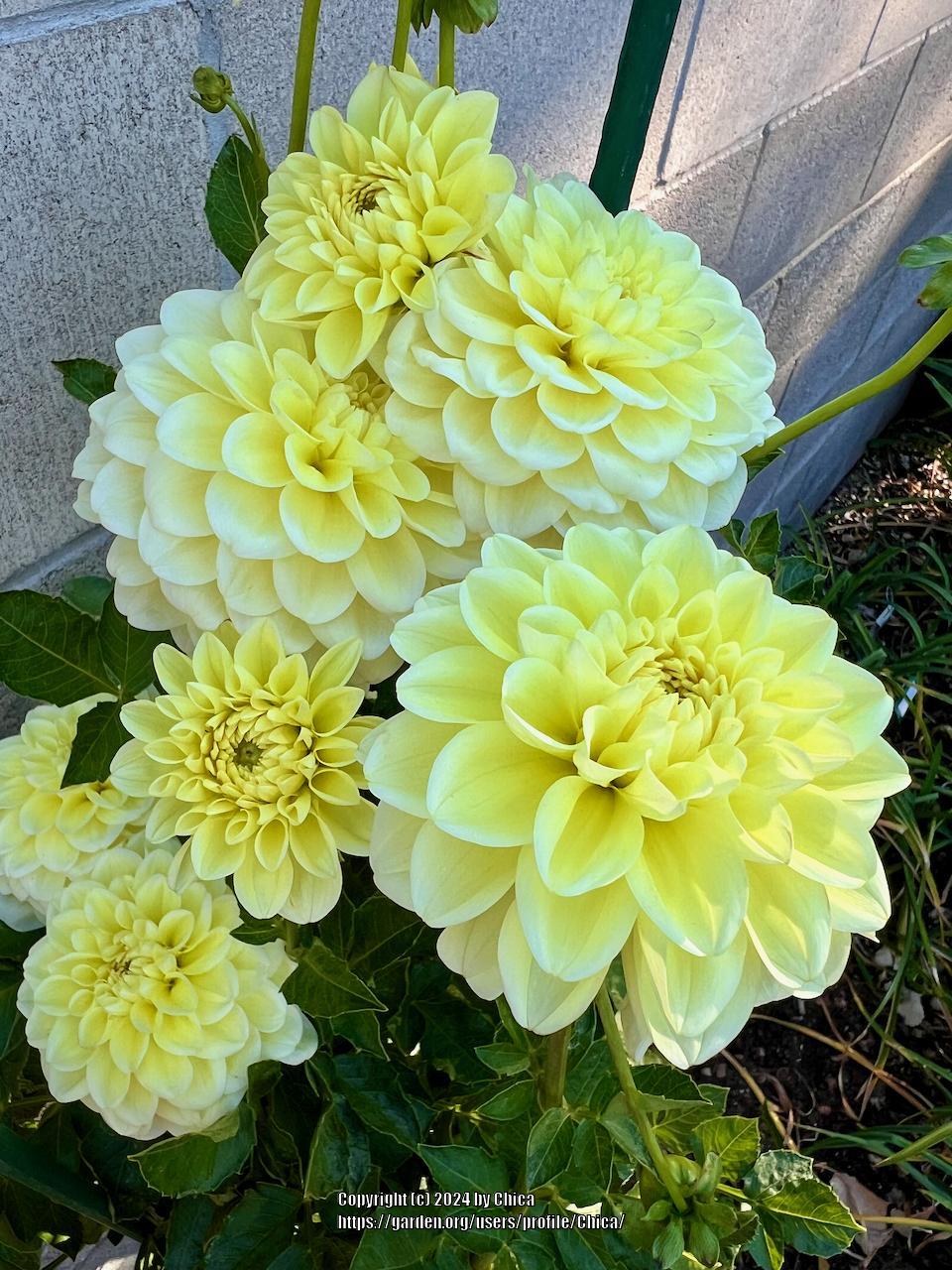Sun Kissed Dahlia
