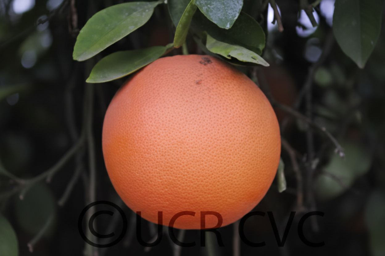 Star Ruby Grapefruit Plant citrus plant material online shopping