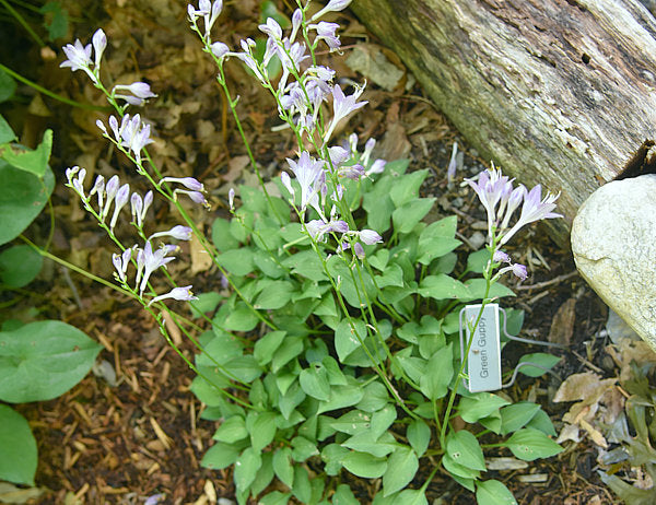 Green Guppy Hosta
