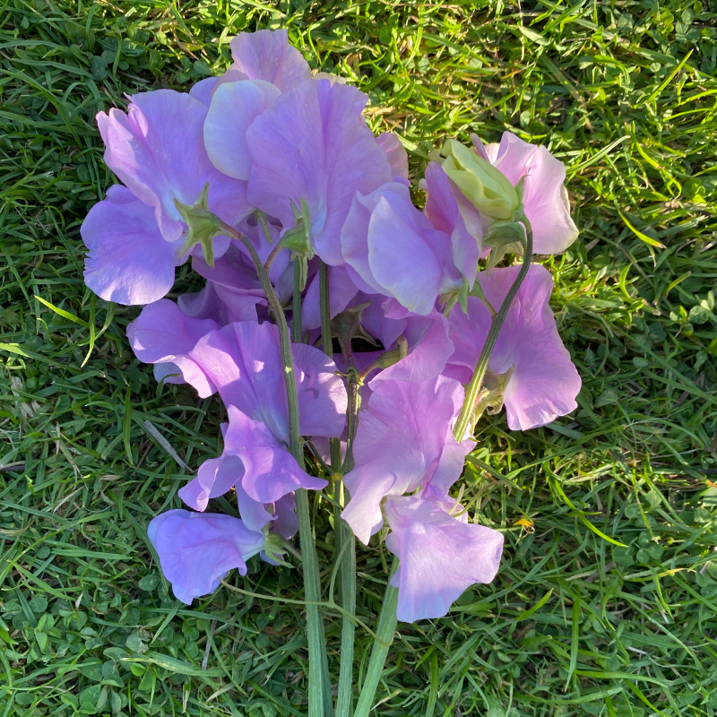 Ethel Grace Sweet Pea