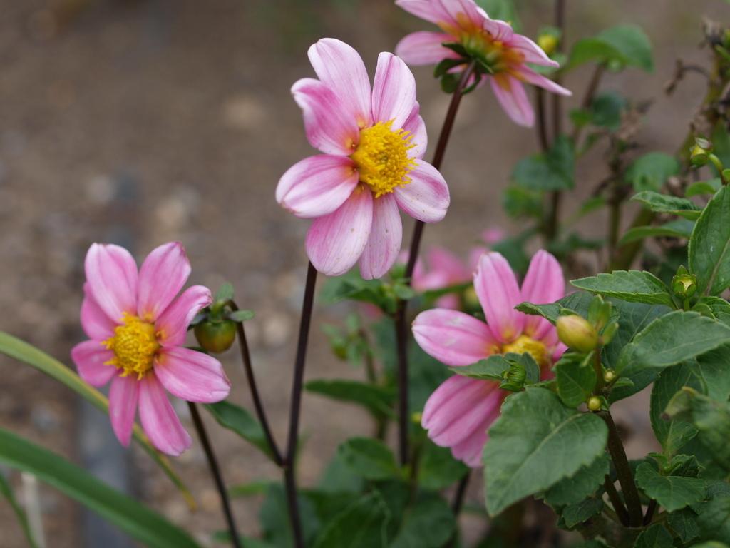 Bonne Espérance Dahlia Plants online shopping